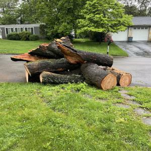 Marcucci & Company Tree Experts