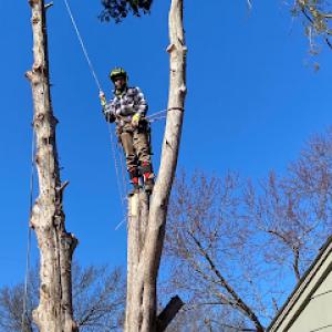 D & B Tree Service