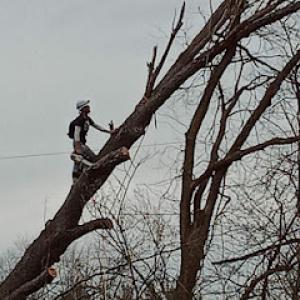 L&L Tree Removal