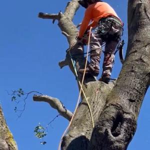 Brad's Friendly Tree Service Morgan Hill