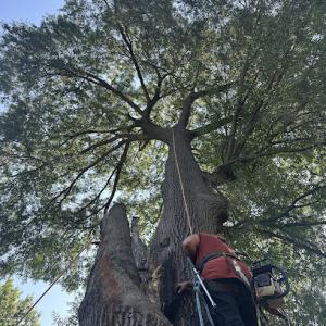 🌳Premier Tree Service LLC🌳