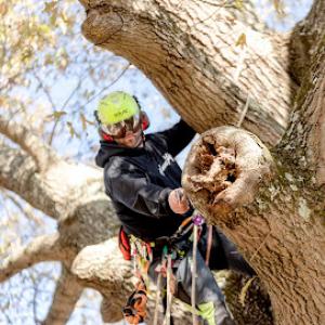Orleans Co. Tree Service
