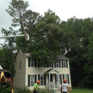 Hanover Tree Service