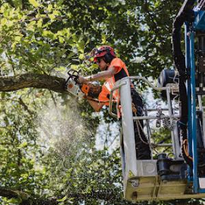 Advanced Tree Care