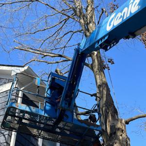 Precision Tree Removal