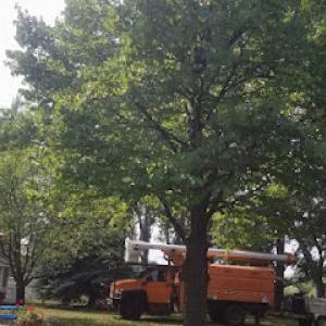 Grand Forks Tree Service