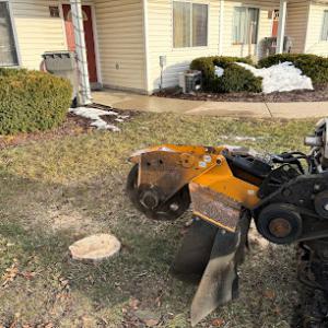 Stump Daddy Stump & Tree Removal