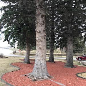 Branches Tree Service