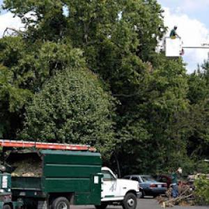Andrew F. Gillespie Tree Service, Landscape Design & Install