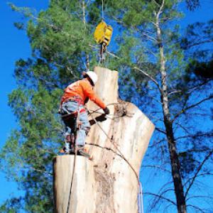 A To Z Tree Service