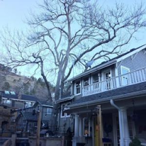 Foothills Arborists