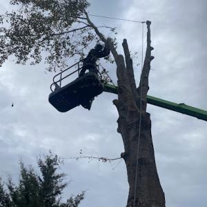 A-Z Tree Service