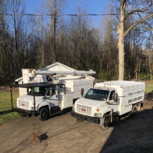 3 Kings Tree Services