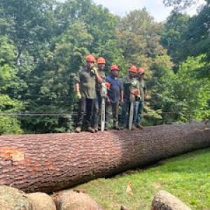 Jeovany's Tree Service