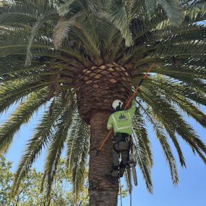 Northland Tree Enterprise