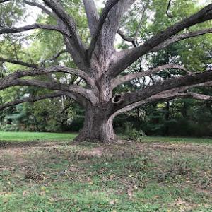 Busy Badger Tree Care
