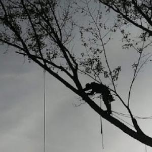 Veteran's Lawn Care & Landscaping