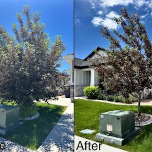 Desert Willow: Tree Health Care Services