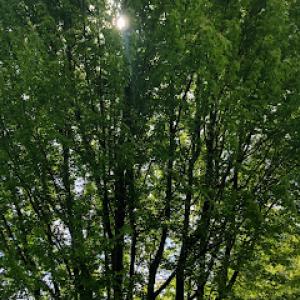 Sleeping Giant Arbor Care