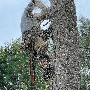 Treemasters Professional Tree Service