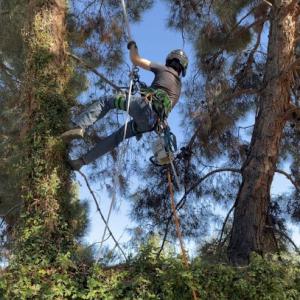 RedGator Tree Trimmin’ & Landscape