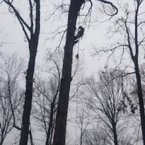 3 sons tree trimming & removal