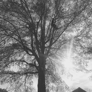 Sanders Tree Solutions