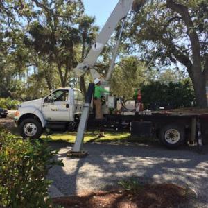 Pennington Tree Services