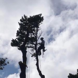 Action Residential Services