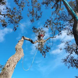 High Trim Tree Service