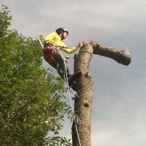 Pollard Tree Service