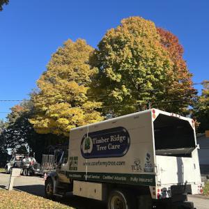 Timber Ridge Tree Care - Zeeland