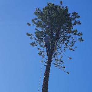 All Dade Tree Services