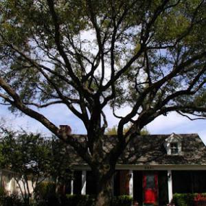 Houston Tree Surgeons
