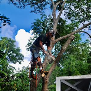 T Murray Tree Service