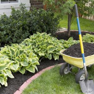 International Tree Service