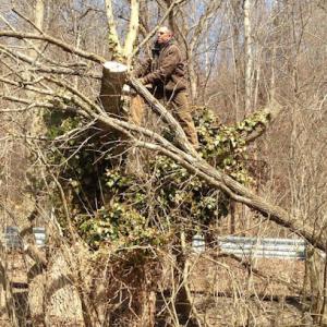 C & A Tree Service
