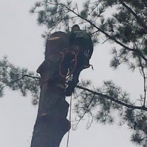 Mejicanos Tree Care
