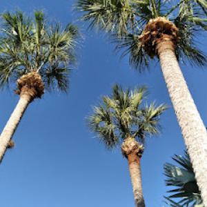 Kaahayatle Tree Services