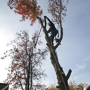 Freeport Tree Services