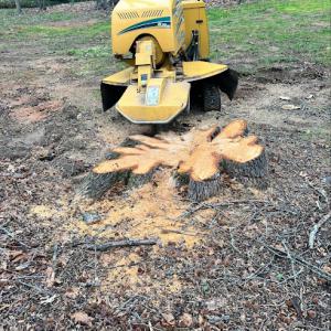 Charlotte Stump Grinding