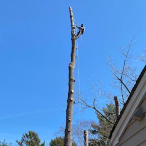 Lion Tree Service