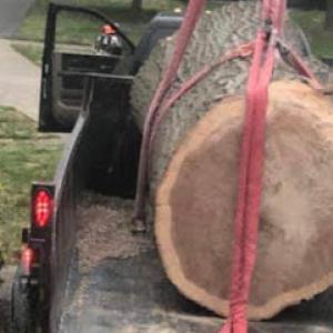 Pro Trees Tree service