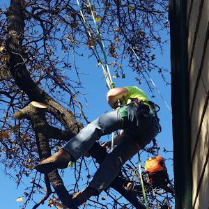 Kelley Tree Service