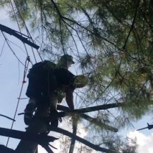 Gabe's tree service