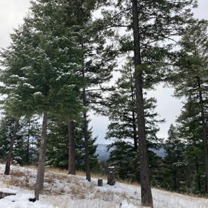 L & M Tree Service MT