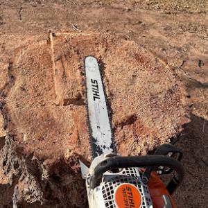 Cameron's Snow & Tree