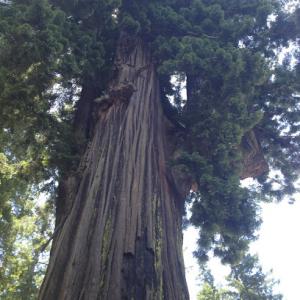 Tried & True Tree Care