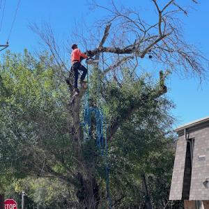 Kerrville Tree Service Pros