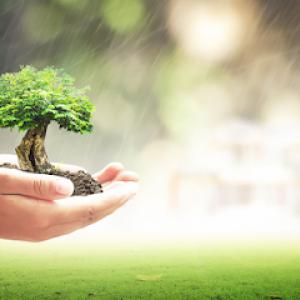 Goldanbrown Tree Service